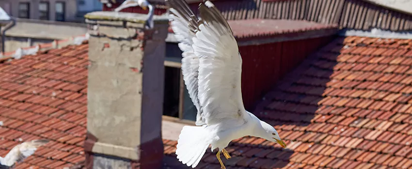 Residential Chimney Animal Removal Solution in Vallejo, CA